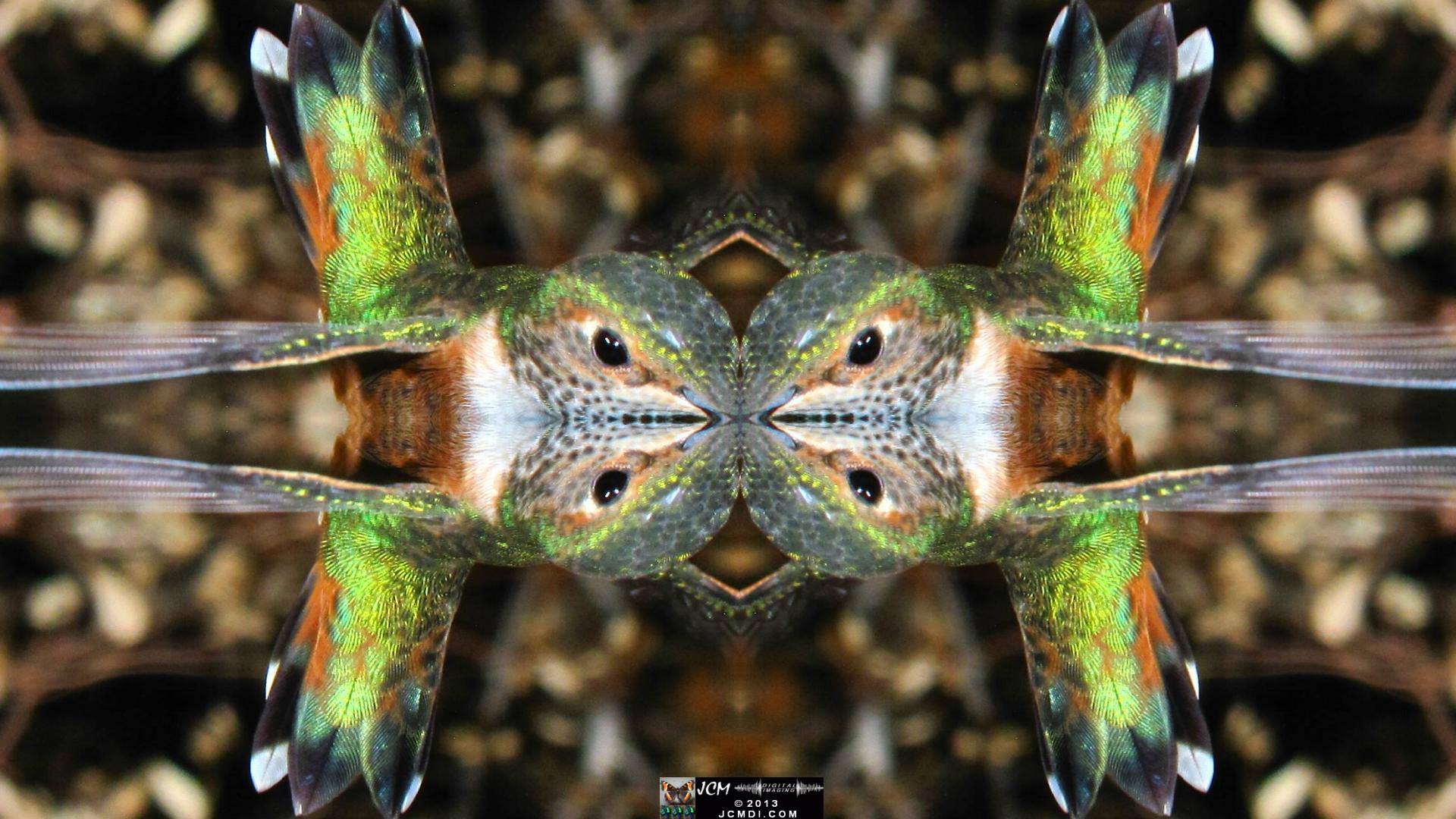 Quadroscopic art made from a digital image of a Hummingbird